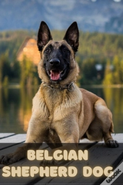 Capa do artigo Belgian Shepherd Dog
