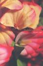 Belleza De Barrio - Preview