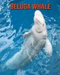 Beluga Whale - Preview