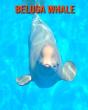 Beluga Whale - Preview