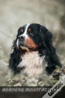 Bernese Mountain Dog