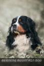 Bernese Mountain Dog - Preview