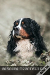 Bernese Mountain Dog