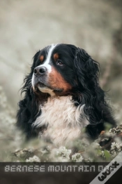 Capa do artigo Bernese Mountain Dog