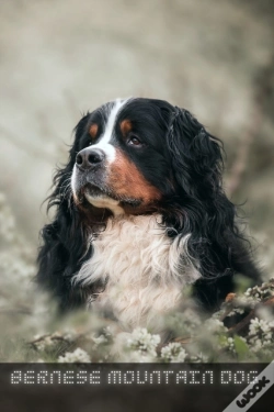 Capa do artigo Bernese Mountain Dog