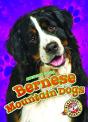 Bernese Mountain Dogs - Preview