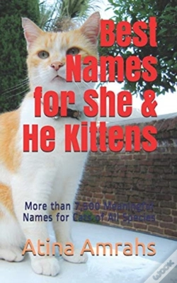 Capa do artigo Best Names For She & He Kittens