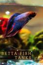 Betta Fish Tanks - Preview