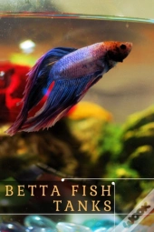 Betta Fish Tanks