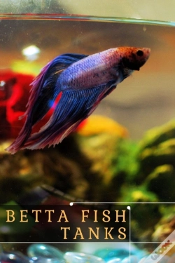 Capa do artigo Betta Fish Tanks