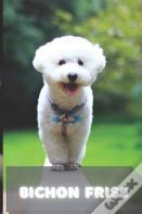Bichon Frise