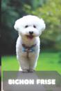 Bichon Frise - Preview