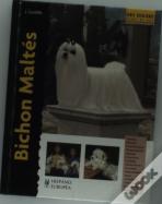 Bichon Maltés
