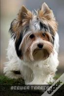 Biewer Terrier