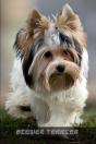 Biewer Terrier - Preview