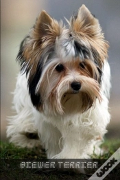 Capa do artigo Biewer Terrier