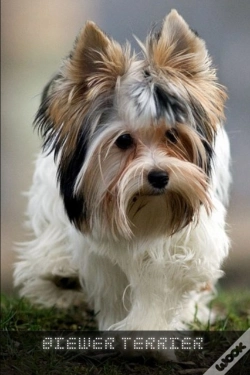 Capa do artigo Biewer Terrier