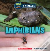 Big And Small: Amphibians (Wild World)