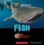 Big And Small: Fish (Wild World) - Preview