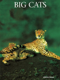 Big Cats - Preview