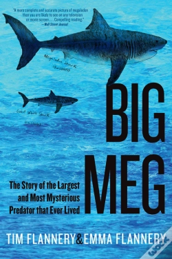 Capa do artigo Big Meg
