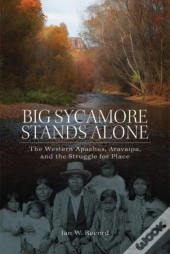 Big Sycamore Stands Alone