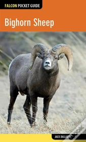 Bighorn Sheep
