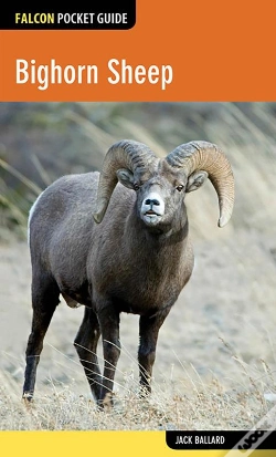 Capa do artigo Bighorn Sheep