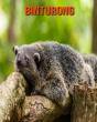 Binturong - Preview
