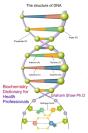 Biochemistry Dictionary For Health Professionals - Preview