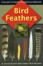 Bird Feathers - Preview