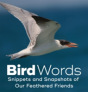 Bird Words - Preview