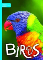 Birds - Preview