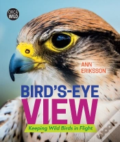Capa do artigo Bird