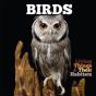 Birds - Preview