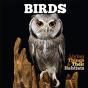 Birds - Preview
