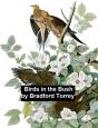 Birds In The Bush - Preview