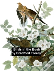 Capa do artigo Birds In The Bush