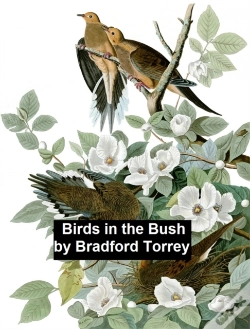 Capa do artigo Birds In The Bush