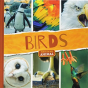 Birds - Preview