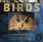 Birds - Preview