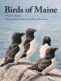 Birds Of Maine - Preview