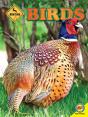 Birds - Preview