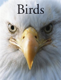 Birds - Preview