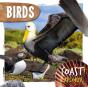 Birds - Preview