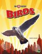 Birds - Preview