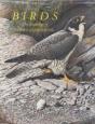 BIRDS - Preview