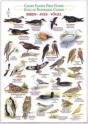Birds (Waterproof Field Guide) - Preview