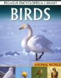 Birds - Preview