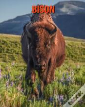 Bison